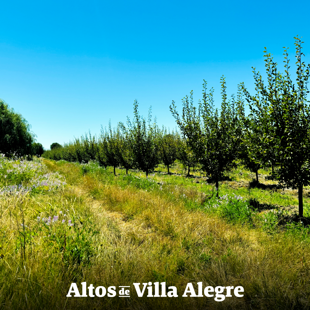 Altos de Villa Alegre