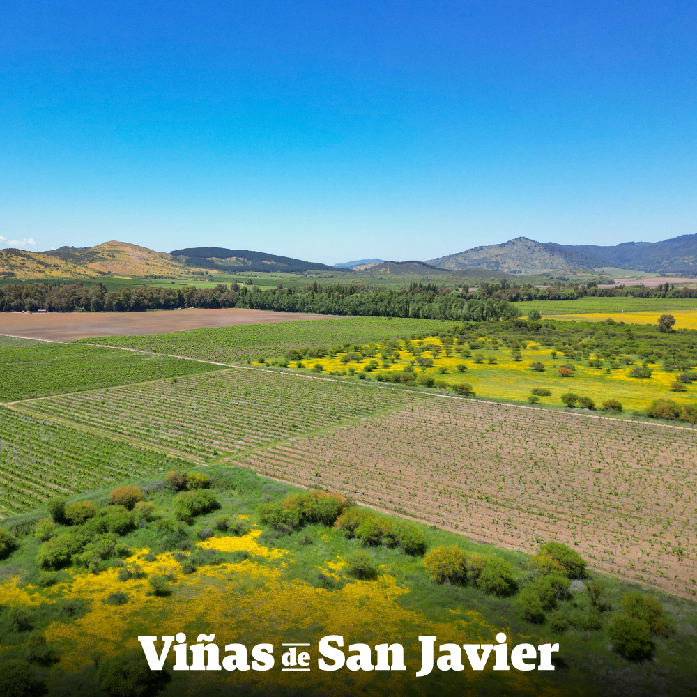 Viñas de San Javier