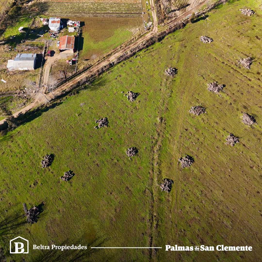 Palmas De San Clemente - Beltra.Cl
