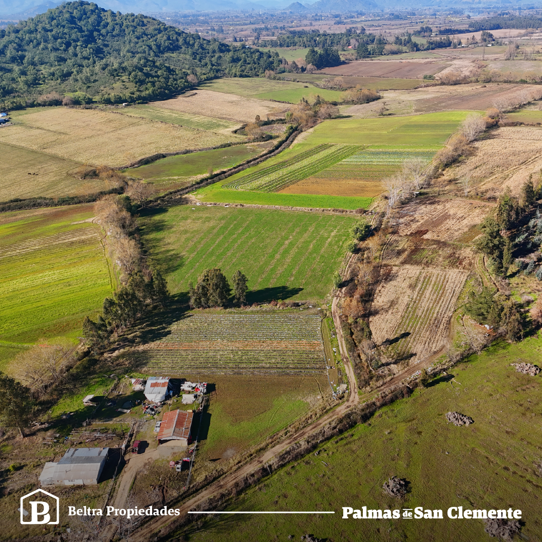 Palmas De San Clemente - Beltra.Cl